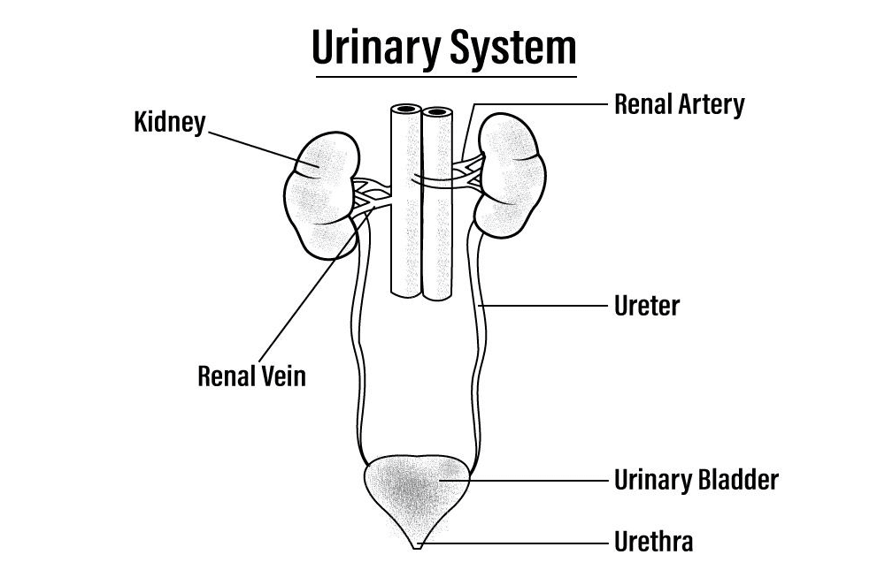 human-urinary-system