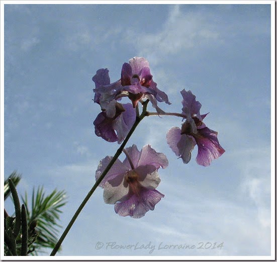 06-14-vanda