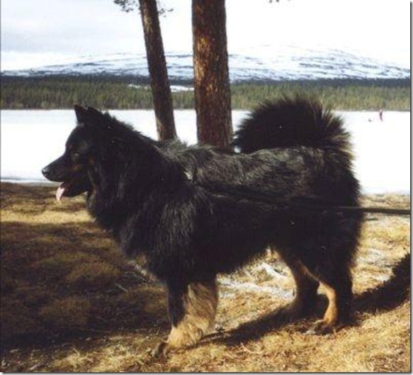 Majålkes Genso