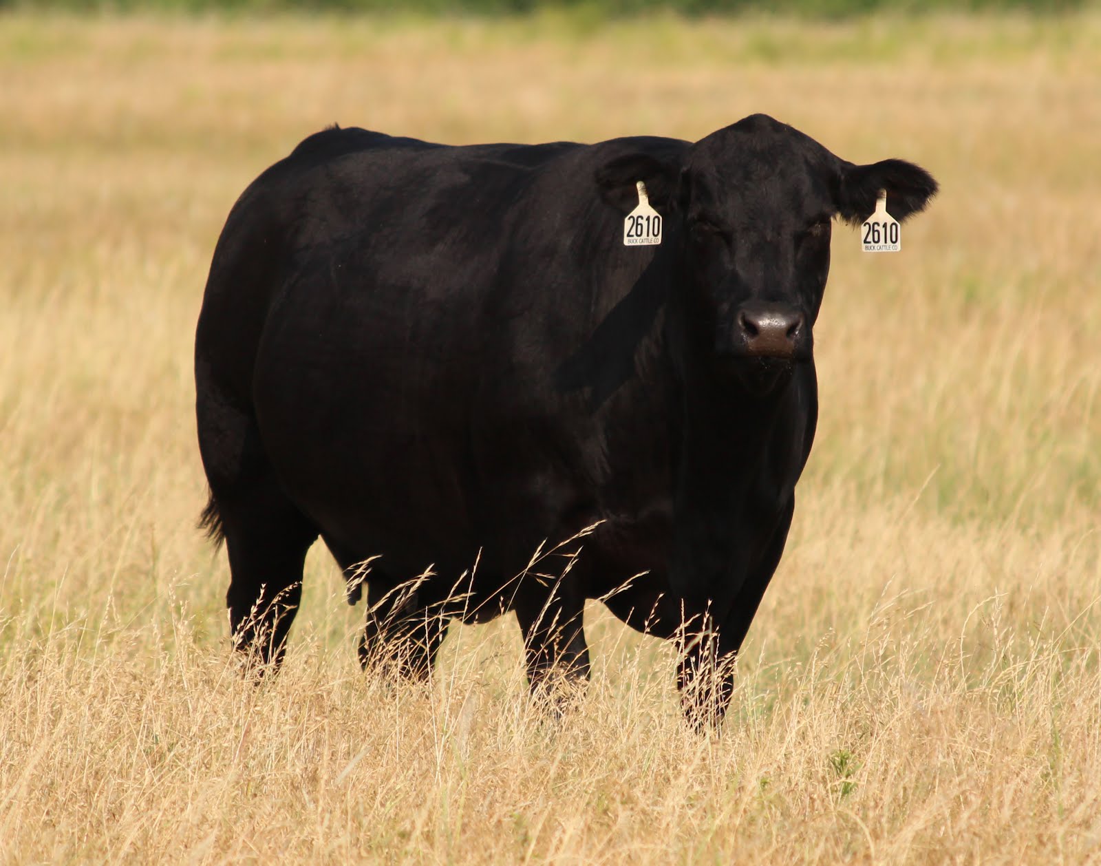Buck Cattle Co. Blog: 12 Fall Calving Angus Cows FOR SALE!!