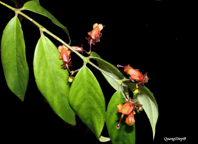 Aeschynanthus acuminatus