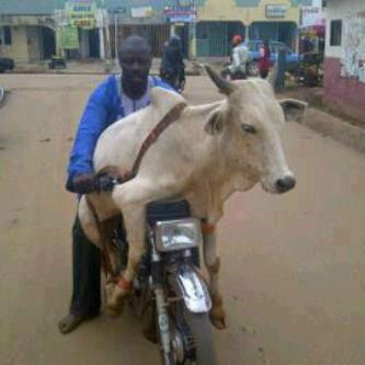 cow on bike picture