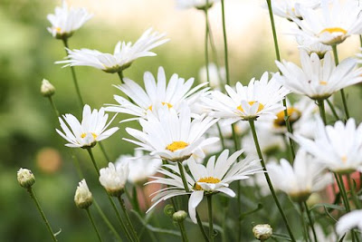 Chamomile flowers