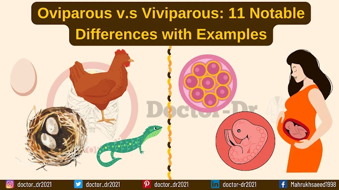 Oviparous v.s Viviparous: 11 Notable Differences with Examples