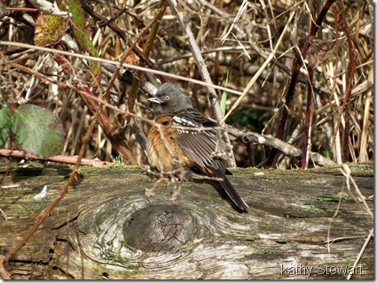 Sunning Towhee