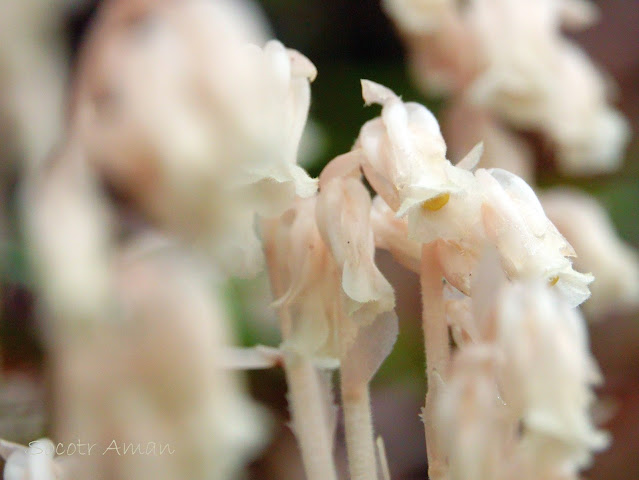 Monotropa hypopithys