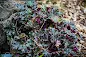 Heuchera Dark Secret - Dark Secret Coral Bells care