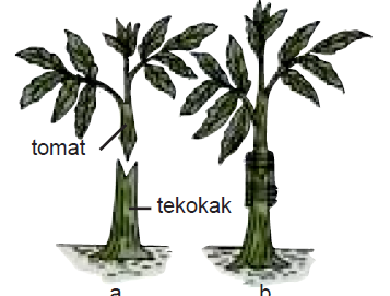 PENGEMBANGAN MAKHLUK HIDUP DAN  PERTUMBUHAN POPULASI 