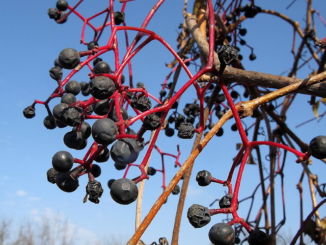 Девичий виноград пятилисточковый (Parthenocissus quinquefolia)