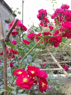 hoa hồng leo đẹp