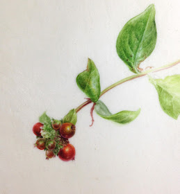 Honeysuckle berries, watercolour on vellum painting