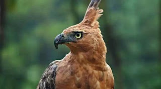 Apakah Burung Garuda benar benar ada....???