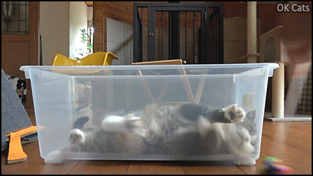 Funny Cat GIF • Playful Maru wants to catch the toy but does not want to get out of his clear box [ok-cats.com]