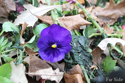 Pansy