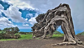 10 pokok paling pelik di seluruh dunia (10 gambar)