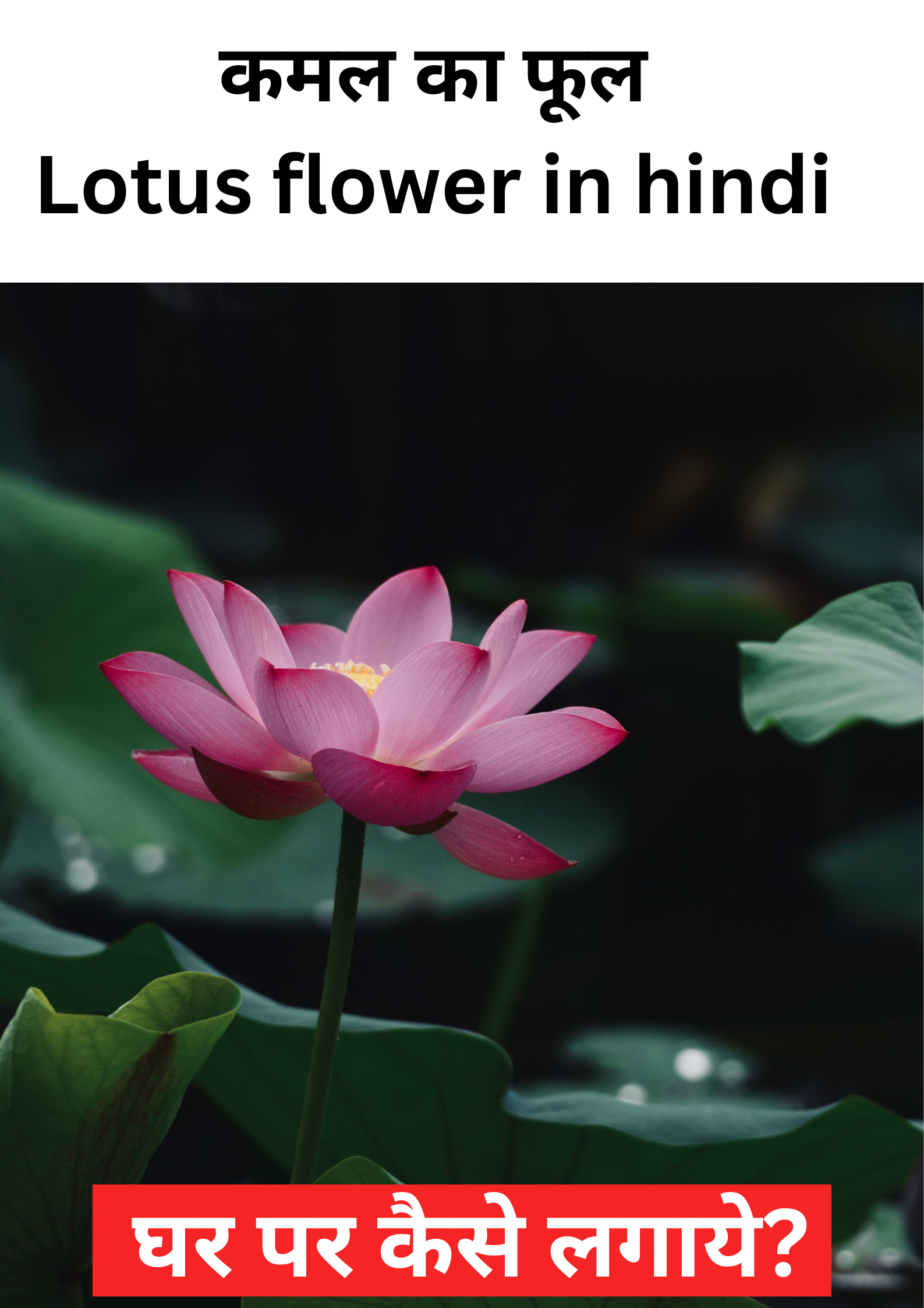 कमल के फूल : Lotus flower in hindi