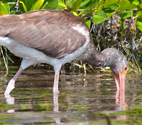 Birds Of Florida Identification