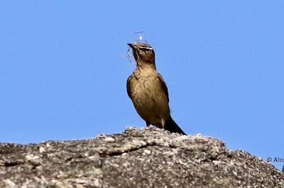 "Brown Rock Chat - Oenanthe fusca, resident atop a rock with nesting material."