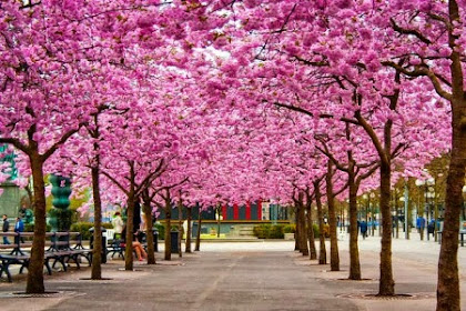 Pemandangan Jepang Bunga Sakura