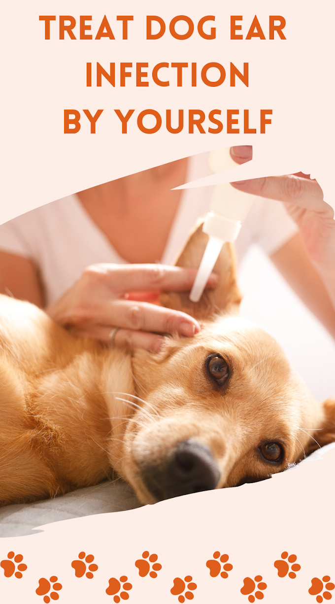 Dog Ear Yeast Infections: Causes and Solutions