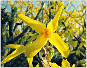 yellow flowers from Winter Jasmine