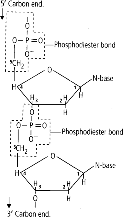 Solutions Class 11 Biology Chapter -9 (Biomolecules)