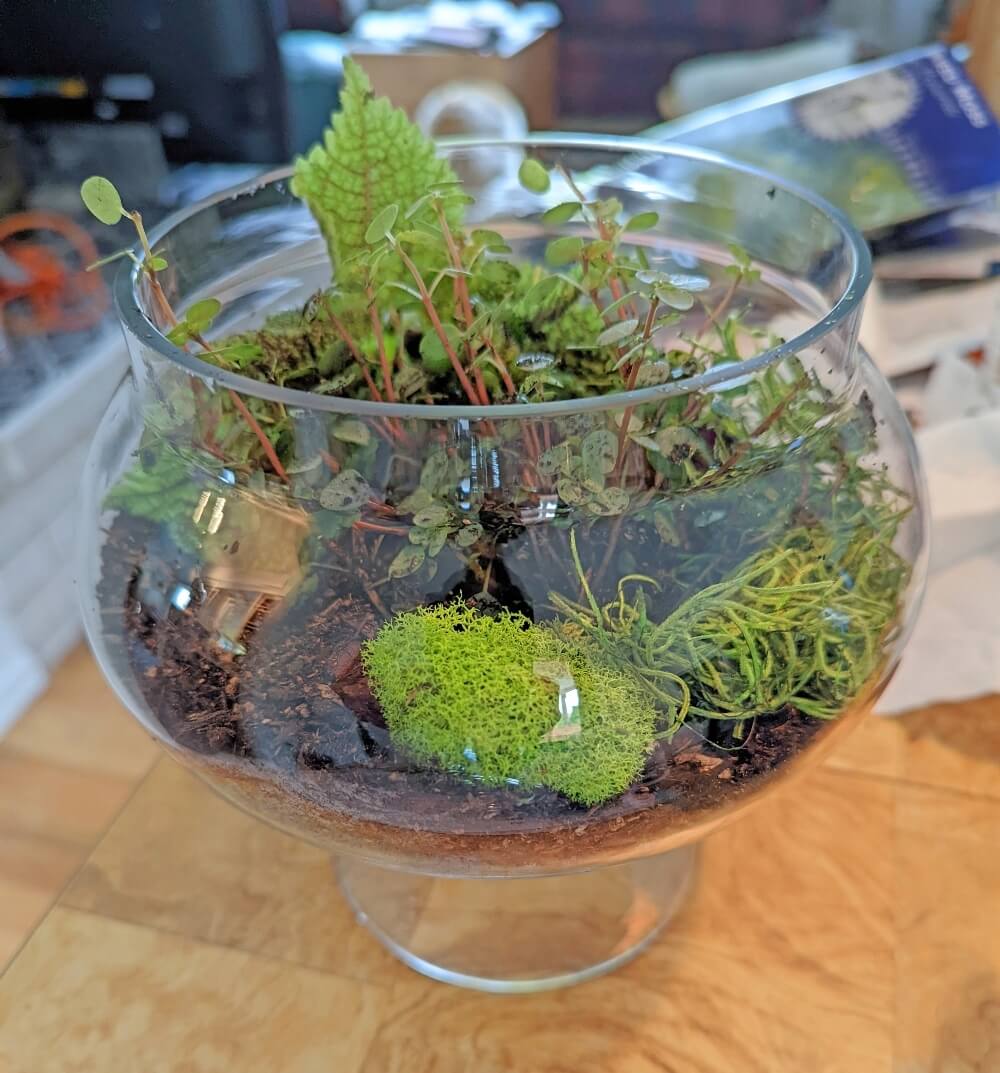 Easy DIY Beginner's Terrarium