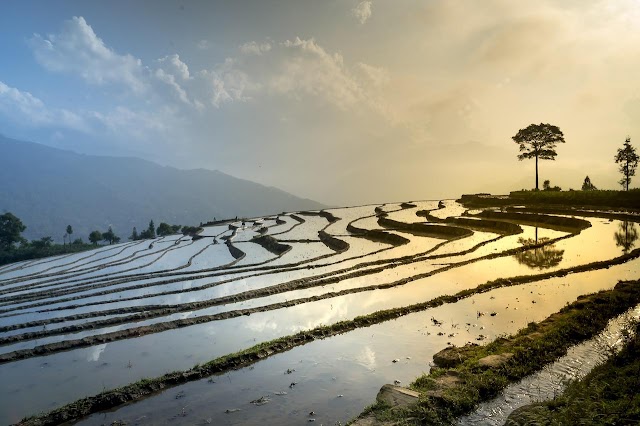 ROLE OF GYPSUM IN RICE PRODUCTION