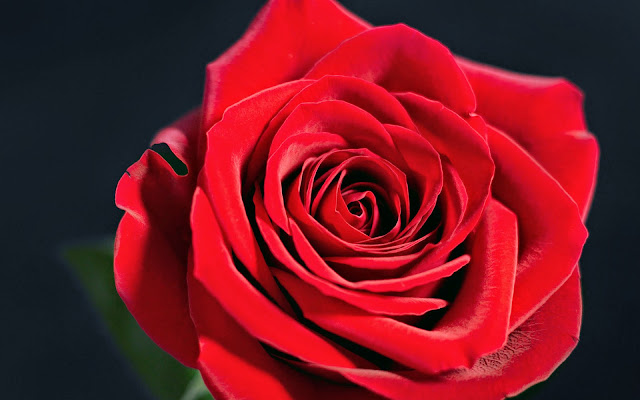 Red Rose Image Hd