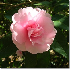 FallCamellia