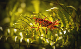 10 Amazing Facts About Grasshoppers