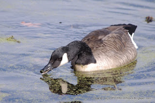 Canada Geese