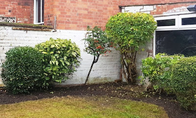 Shrubs, bare earth and cropped lawn in a corner of the garden