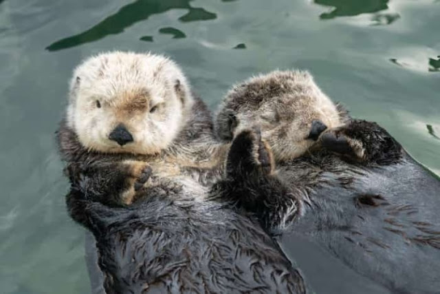 Sea Otter - Nutria Marina