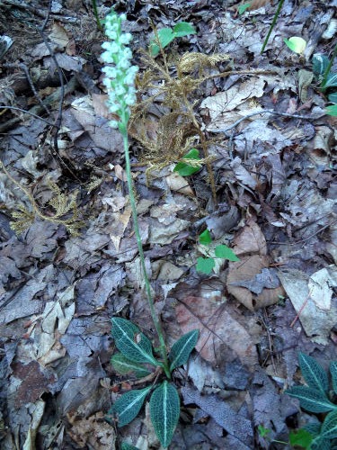 downy rattlesnake plantain