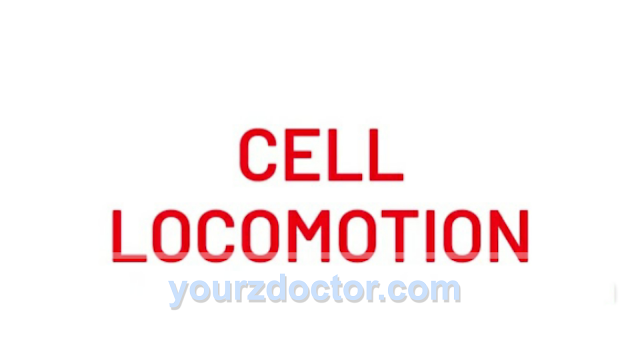 What is locomotion of cell?