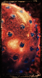 Just for Fun 9: Papillis Copyright 2015 Christopher V. DeRobertis. All rights reserved. insilentpassage.com