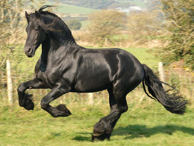 LATEST HORSE HD WALLPAPER FREE DOWNLOAD 33