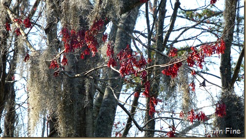 Magnolia Plantation_489