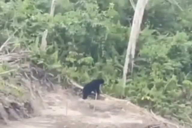 Beruang Madu Berkeliaran di Kebun Karet Warga