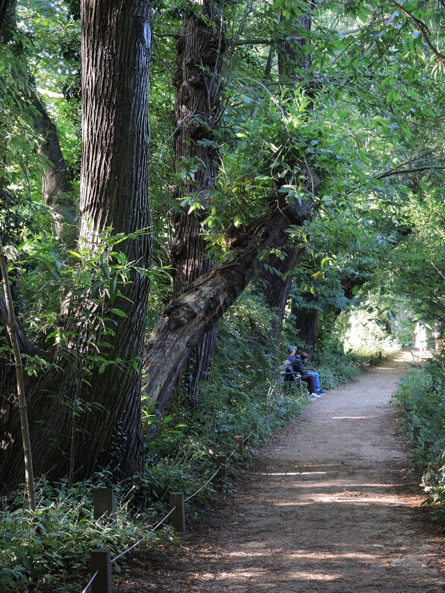 Antwerpen:  babbelende bomen in Boekenbergpark