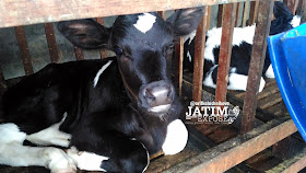 anak sapi dalam kandang di WISATA PETERNAKAN SAPI SUSU FANDA, Kepanjen, Malang