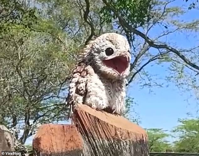 Inilah Spesies Burung Hantu Paling Menyeramkan - orangmuo.my