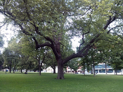 A large tree with wide-spreading branches in full leaf in a park setting