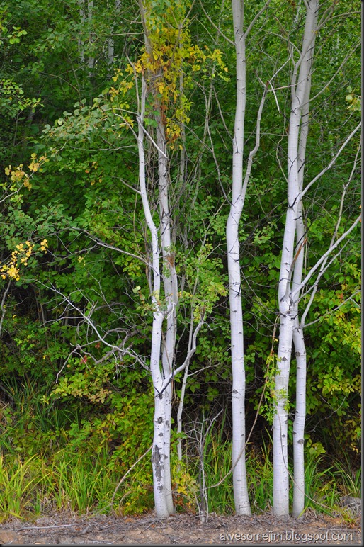 birches