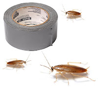 cazar cucarachas con cinta adhesiva