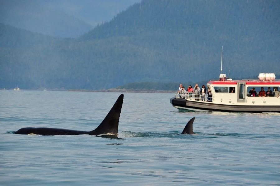 Un grupo de orcas asesina y come un tiburón blancos, todo esto es captado en un vídeo por un dron