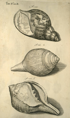 3 shells