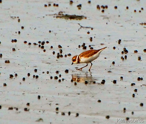 13. semiplamated plover-kab