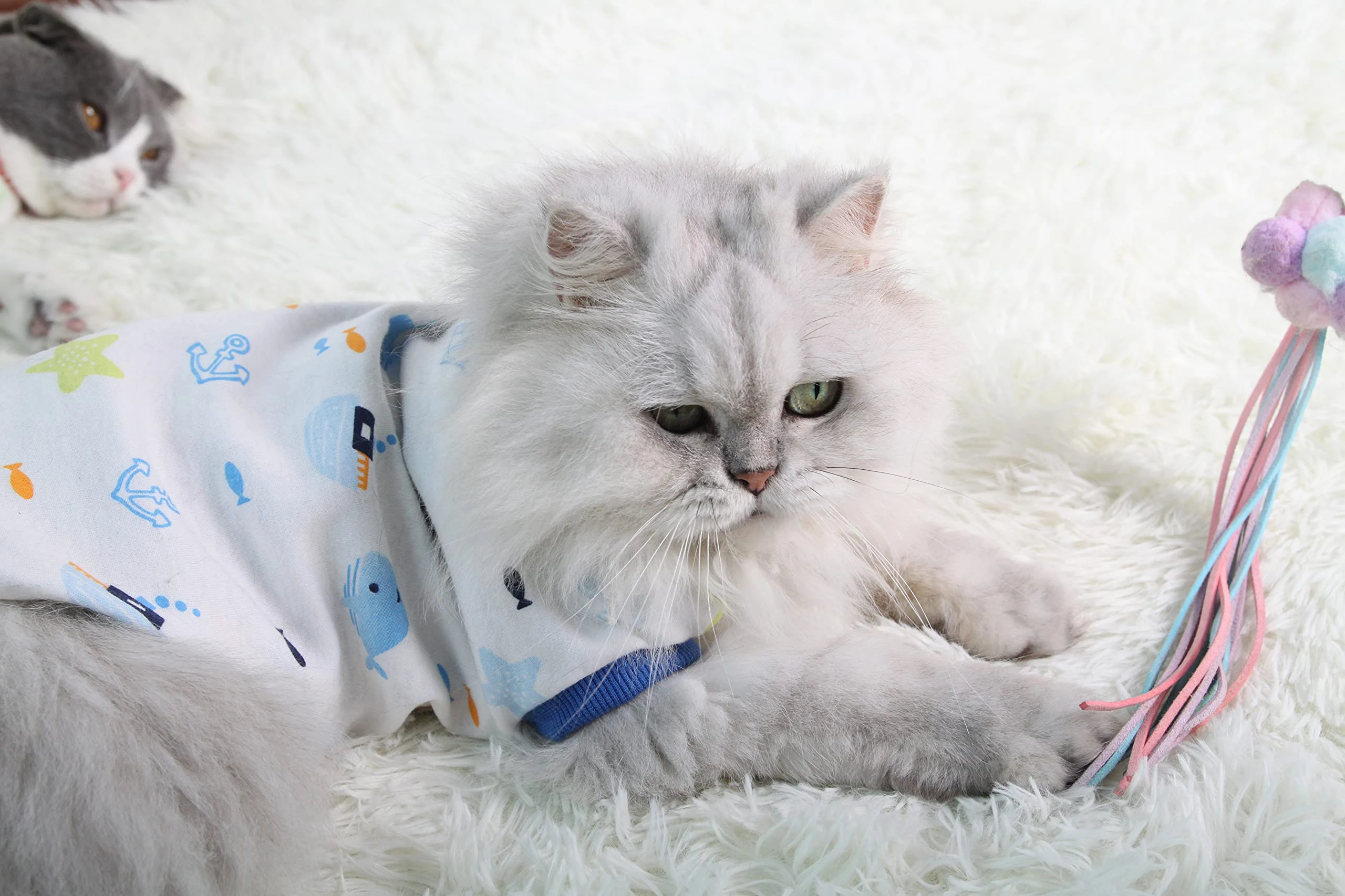 Persian Cat for Sale New Jersey